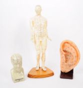 COLLECTION OF 20TH CENTURY ANATOMICAL MODELS
