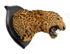 19TH CENTURY VICTORIAN TAXIDERMIED LEOPARD'S HEAD