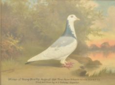 ANDREW BEER (1862-1954) - WINNER OF YOUNG BIRD FLY - OIL ON CANVAS PAINTING