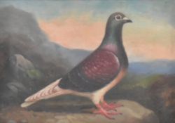 MANNER OF ANDREW BEER - OIL ON BOARD PIGEON PAINTING STUDY