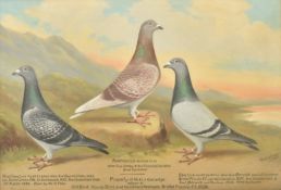 ANDREW BEER (1862-1954) - BLUE CHEQ COCK, RED CHEQ COCK & BLUE COCK - OIL ON CANVAS