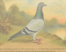 ANDREW BEER (1862-1954) - BLUE HEN PIGEON - OIL ON CANVAS PAINTING
