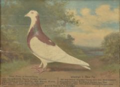 ANDREW BEER (1862-1954) - BLUE HEN PIGEON- OIL ON CANVAS PAINTING
