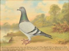 ANDREW BEER (1862-1954) - BLUE COCK PIGEON - OIL ON CANVAS PAINTING