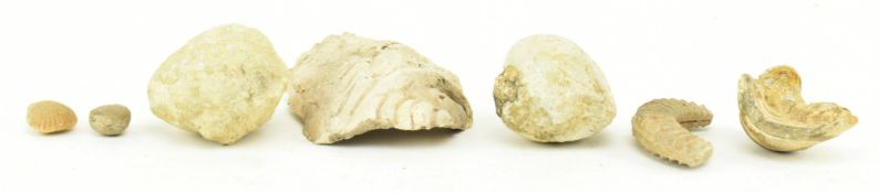 NATURAL HISTORY - A GROUP OF EIGHT FOSSILS & ANCIENT FRAGMENTS