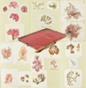 PHYCOLOGY. VICTORIAN ALBUM OF PRESSED SEAWEED SPECIMENS FROM TORQUAY 1858