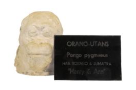 FORMER BRISTOL ZOO GARDENS - ANN THE ORANGUTAN DEATH MASK