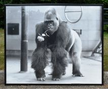 FORMER BRISTOL ZOO GARDENS - VINTAGE SAMSON GORILLA PHOTOGRAPH