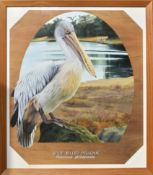 FORMER BRISTOL ZOO GARDENS - 'SPOT-BILLED PELICAN' - SUSAN JANE (1999) - PAINTING