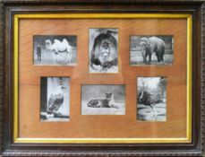 FORMER BRISTOL ZOO GARDENS - EARLY 20TH CENTURY FRAMED PHOTOGRAPHS