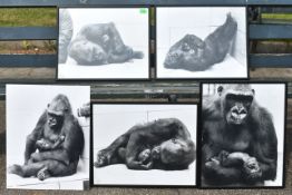 FORMER BRISTOL ZOO GARDENS - VINTAGE FRAMED GORILLA PHOTOS
