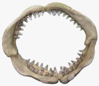 FORMER BRISTOL ZOO GARDENS - LARGE LIFESIZE SHARK'S JAW DISPLAY