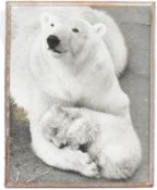 FORMER BRISTOL ZOO GARDENS - 1960S LARGE PHOTOGRAPH OF SEBASTIAN THE POLAR BEAR