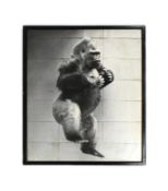 FORMER BRISTOL ZOO GARDENS - LARGE VINTAGE PHOTOGRAPH OF SAMSON