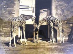 FORMER BRISTOL ZOO GARDENS - EARLY KODAK PHOTOGRAPH