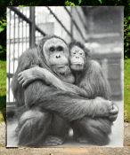 FORMER BRISTOL ZOO GARDENS - LARGE VINTAGE PHOTOGRAPH - ABANG & DYANG