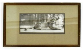 FORMER BRISTOL ZOO GARDENS - 1920S PHOTOGRAPH OF A ZOO LION