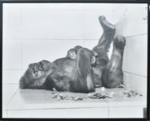 FORMER BRISTOL ZOO GARDENS - PHOTOGRAPH OF DELILAH & DANIEL