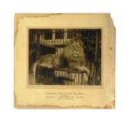FORMER BRISTOL ZOO GARDENS - 1920S KODAK COMMERCIAL LION PHOTOGRAPH