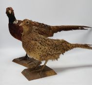 Taxidermy - two pheasants, separately mounted, largest 65cm long. Condition - poor