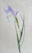 From the Studio of Fred Cuming. R. Miller, watercolour on card, 'Iris', signed, dated 2.6.20 and