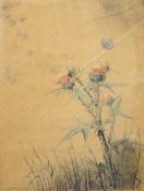 From the Studio of Fred Cuming. Laurence Perugini (1880-1940), colour etching, 'Thistles', signed in