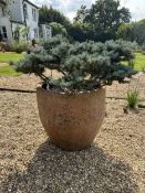 A pair of large terracotta planters, height 72cm, width 62cm. planting removed. Condition -