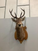 A large taxidermy stag head wall trophy, on oak shield shaped backplate, height 140cm. Condition -
