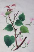 Company School (19th Century) Botanical study - Dhool Kulmee [Clove Bean Calonyction Muricatum