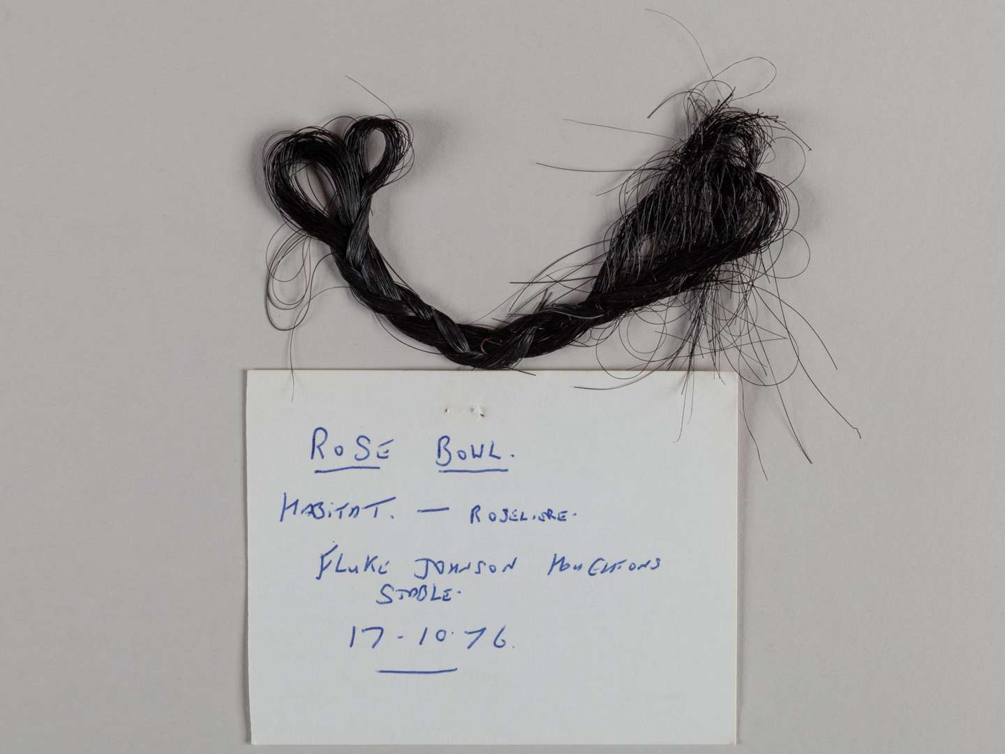 A plaited lock of hair from the racehorse and broodmare Rose Bowl. - Image 2 of 2