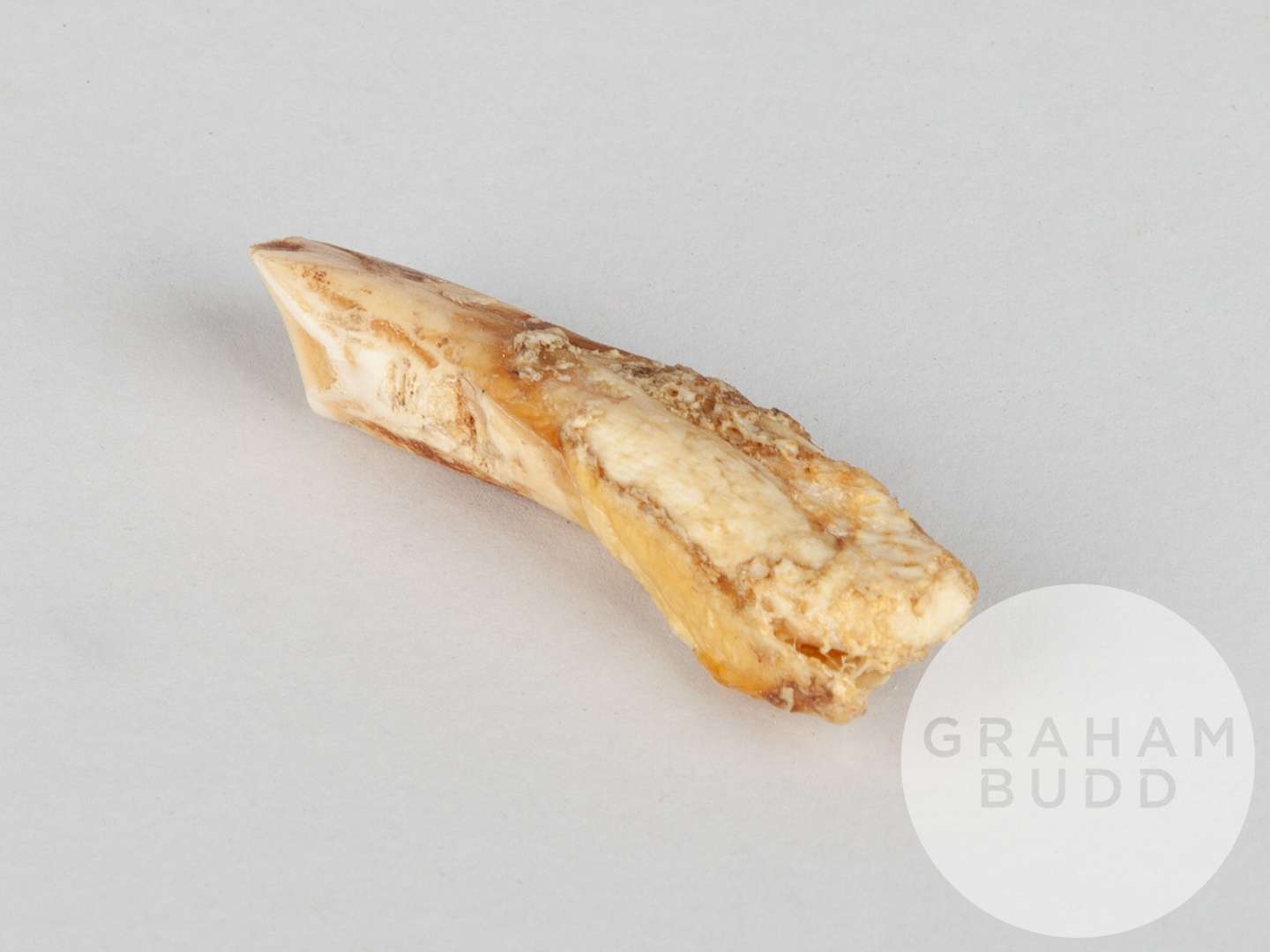 A tooth of the racehorse Meld.