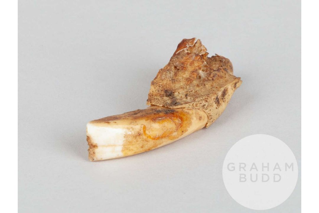 A tooth of the racehorse Petite Etoile. - Image 1 of 2