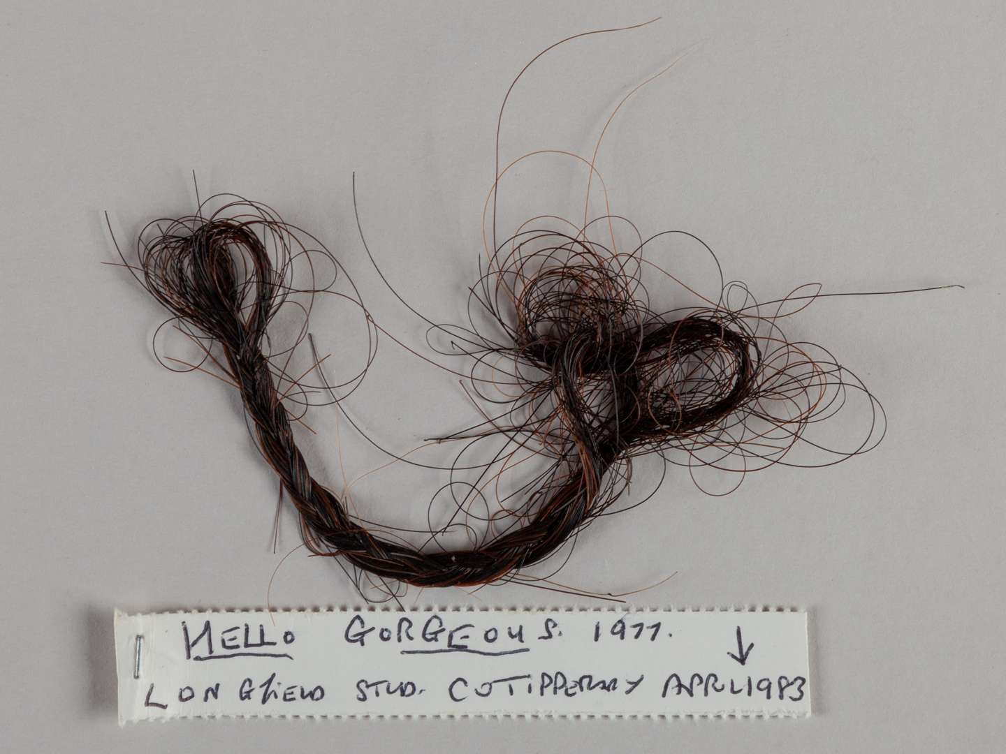 A plaited lock of hair from the racehorse and stallion Hello Gorgeous. - Image 2 of 2