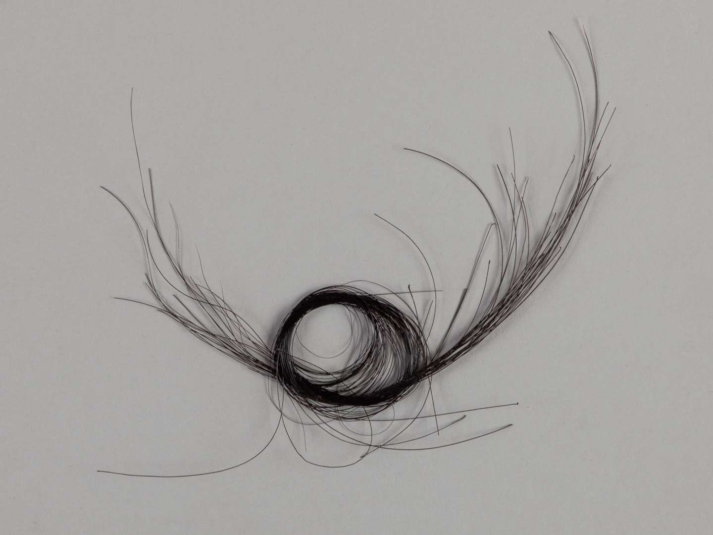 A lock of hair from the racehorse and stallion Sir Ivor.