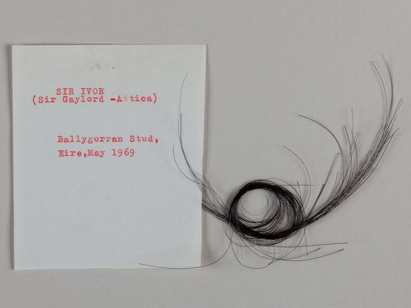 A lock of hair from the racehorse and stallion Sir Ivor. - Image 2 of 2