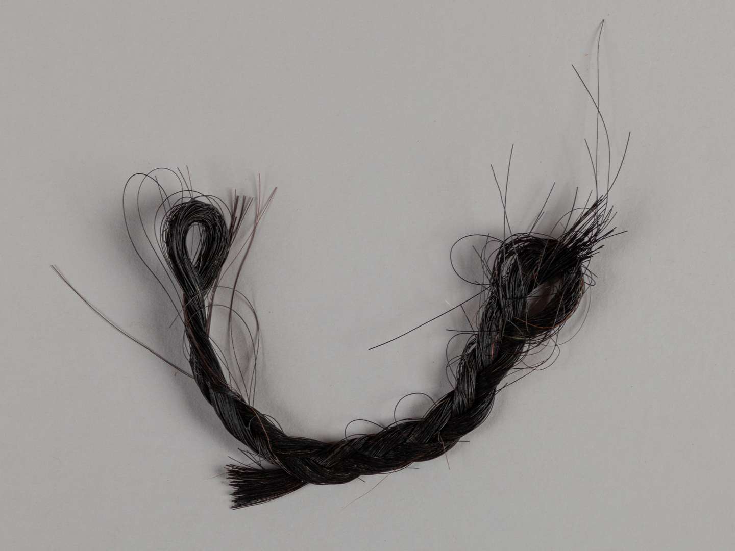 A plaited lock of hair from the racehorse and broodmare Meld.