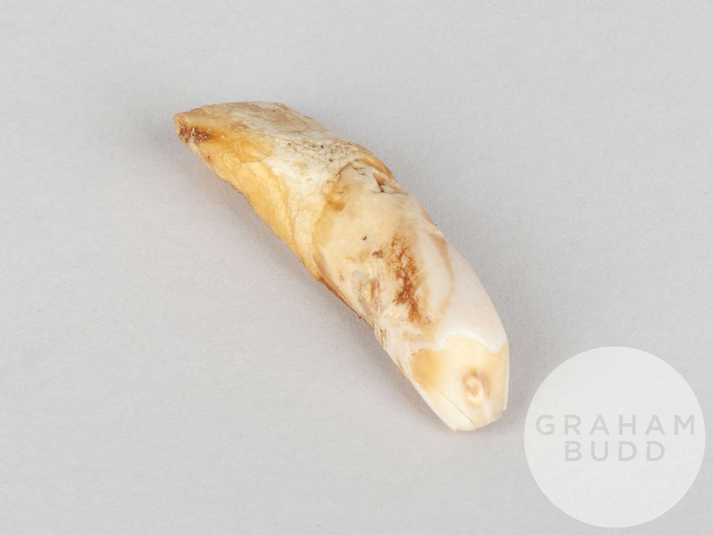 A tooth of the racehorse Meld. - Image 2 of 2