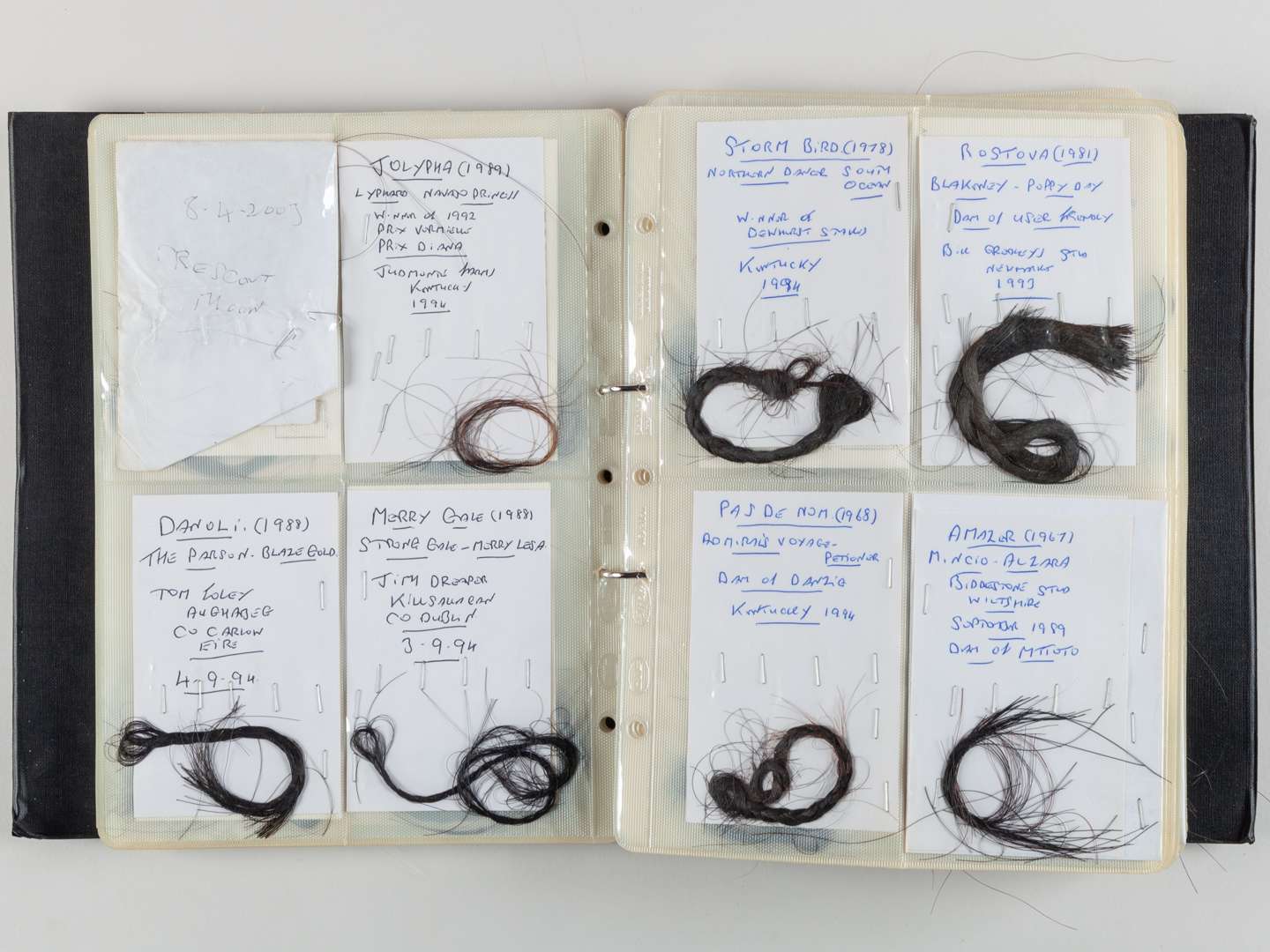 The Ray Goddard Collection of Hair Trophies of Champion Racehorses.