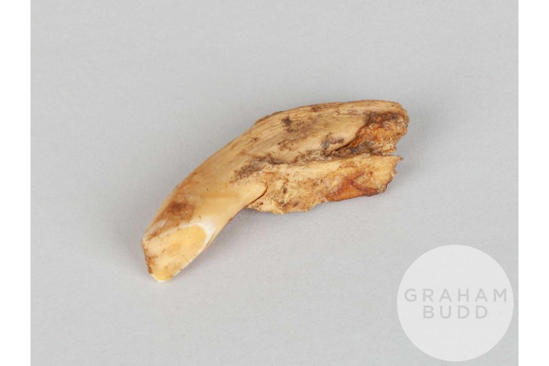 A tooth of the racehorse Petite Etoile. - Image 2 of 2