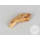 A tooth of the racehorse Petite Etoile. - Image 2 of 2