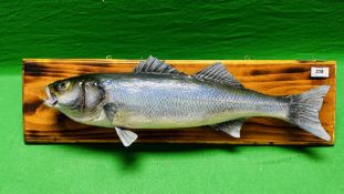 TAXIDERMY: A WALL MOUNTED STUDY OF A SEA BASS, W 71 X H 19CM.