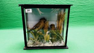 TAXIDERMY: A CASED STUDY OF A MOUNTED PAIR OF WAX WINGS IN A NATURALISTIC SETTING BEARING LABEL W.