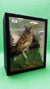 TAXIDERMY: A MOUNTED VICTORIAN STUDY OF A LONG EARED OWL IN A LATER NATURALISTIC GLAZED CASE.