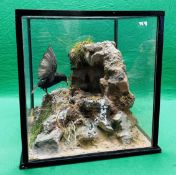 A GLAZED CASED TAXIDERMY STUDY OF A 