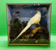 TAXIDERMY: A CASED STUDY OF A WHITE PHEASANT IN A NATURALISTIC SETTING, W 72 X D 29 X H 70CM.