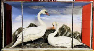 TAXIDERMY: AN IMPRESSIVE CASED VICTORIAN STUDY OF A PAIR OF SWANS IN A NATURALISTIC SETTING (NO