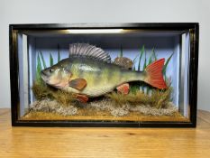 TAXIDERMY: A CASED STUDY OF A MOUNTED PERCH IN A NATURALISTIC SETTING, W 55.5 X D 14 X H 30.