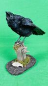 TAXIDERMY: A MOUNTED CROW IN A NATURALISTIC SETTING, H 37CM.