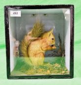 TAXIDERMY: A VICTORIAN CASED RED SQUIRREL BEARING LABEL TO REVERSE ROBERTS CASTLE MEADOW NORWICH.