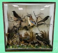 TAXIDERMY: AN IMPRESSIVE VICTORIAN CASED STUDY DEPICTING MULTIPLE BIRDS TO INCLUDE A JAY,
